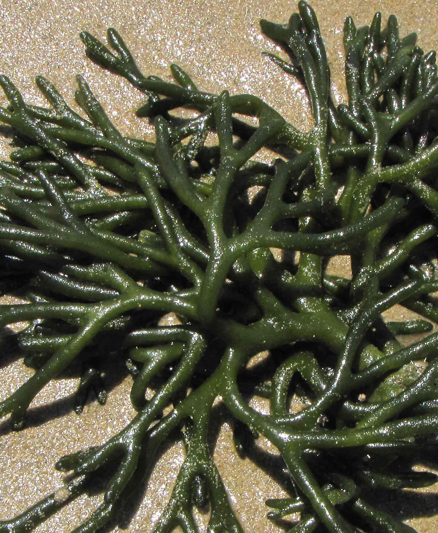 alga verde (Codium sp.)